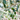 Organic Extra Virgin Olive Oil