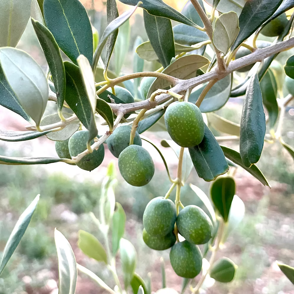 Organic Extra Virgin Olive Oil