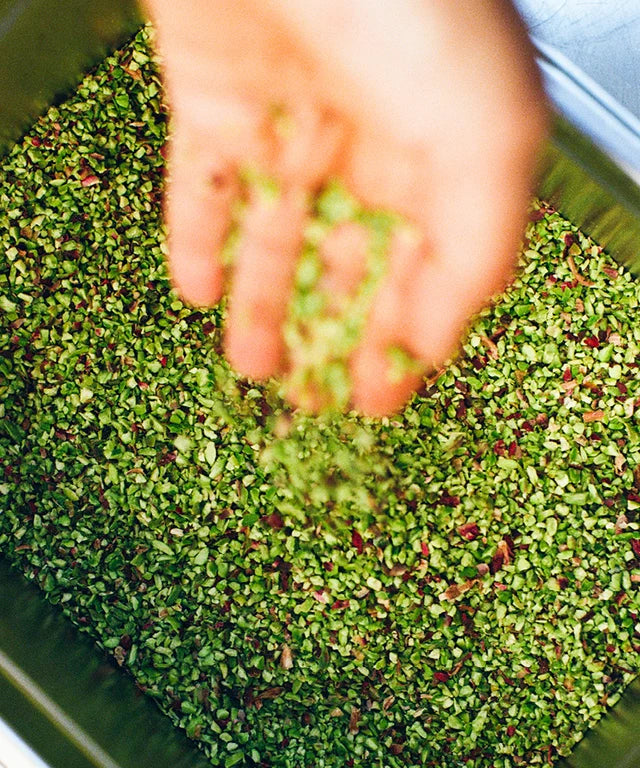 Bronte Pistachio Pesto